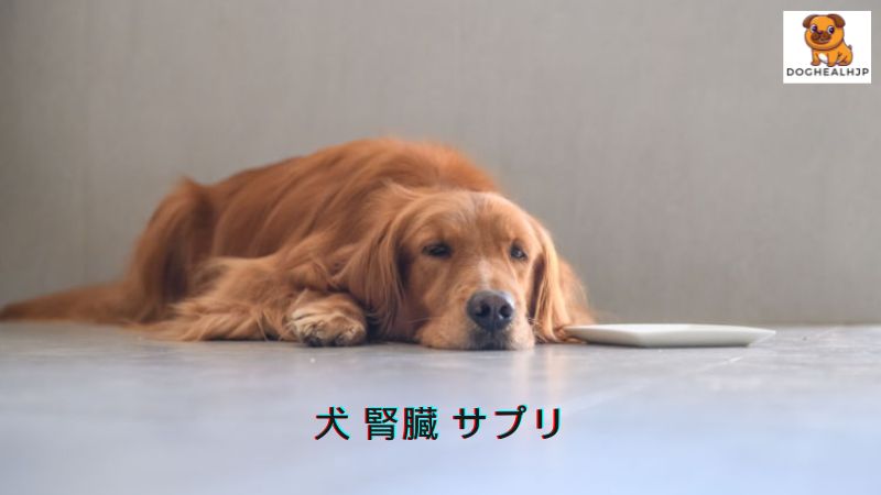 犬 腎臓 サプリ