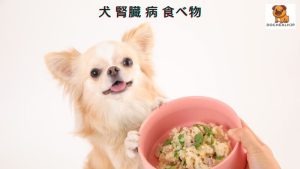 犬 腎臓 病 食べ物