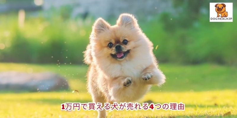 1万円で買える犬が売れる4つの理由