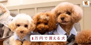 1 万 円 で 買える 犬