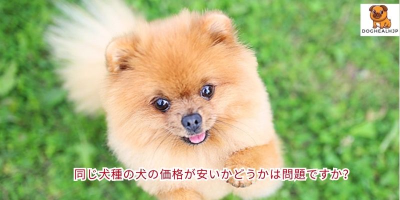 同じ犬種の犬の価格が安いかどうかは問題ですか？