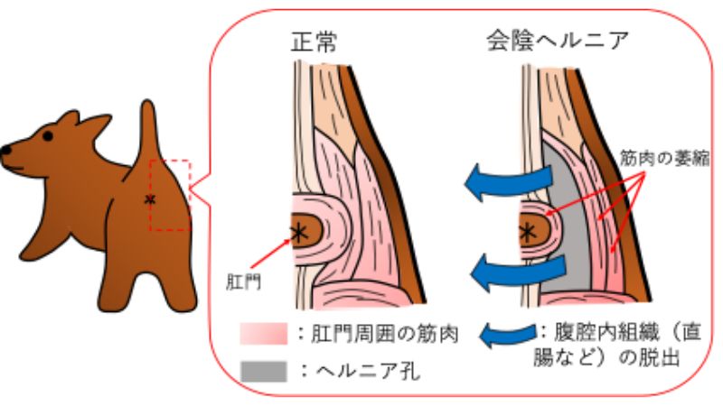 犬の会陰ヘルニアの原因