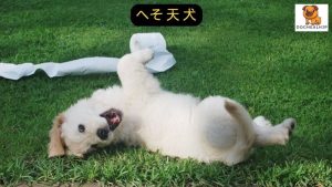 へそ 天 犬