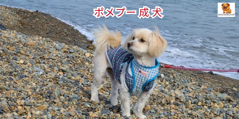 ポメプー 成 犬