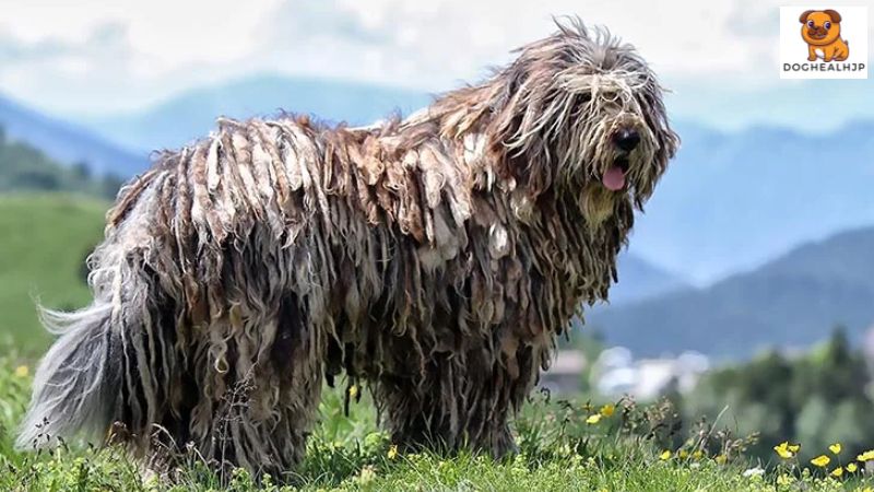 モップ みたい な 犬