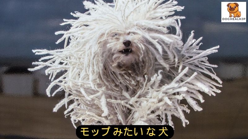 モップ みたい な 犬