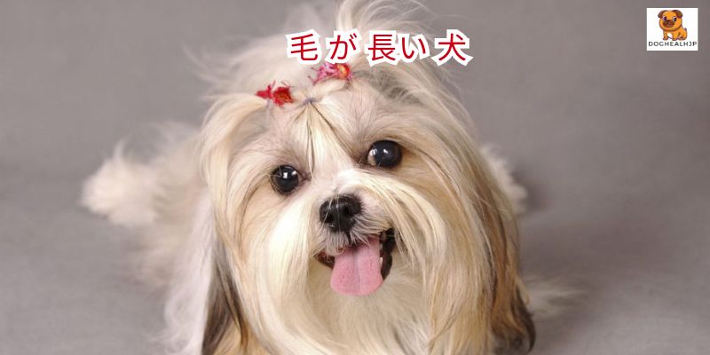 毛 が 長い 犬