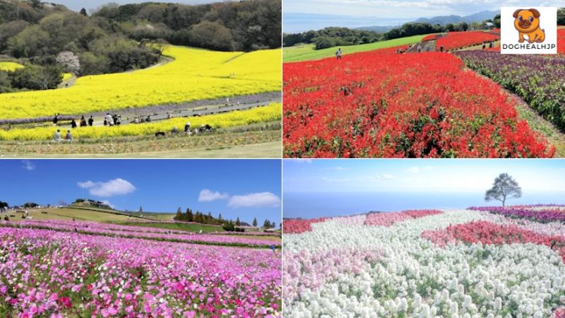 淡路島 犬: 観光スポット