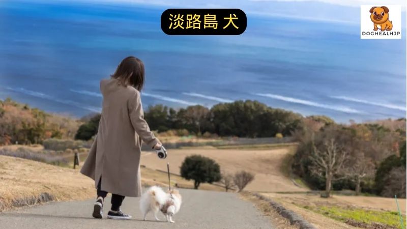 淡路島 犬