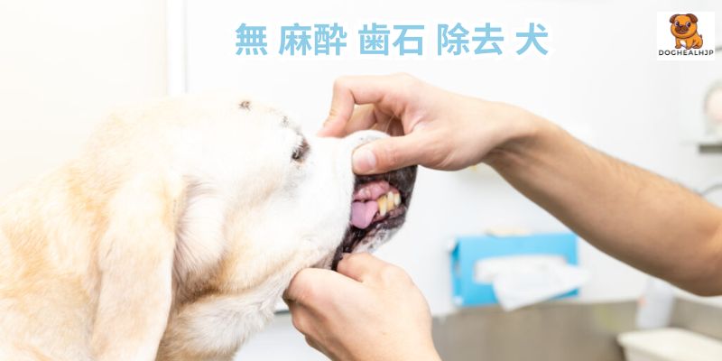 無 麻酔 歯石 除去 犬