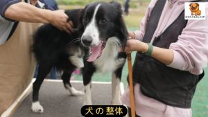 犬 の 整体