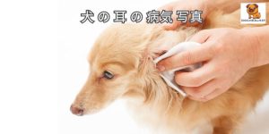 犬 の 耳 の 病気 写真
