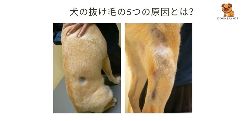 犬の抜け毛の5つの原因とは？