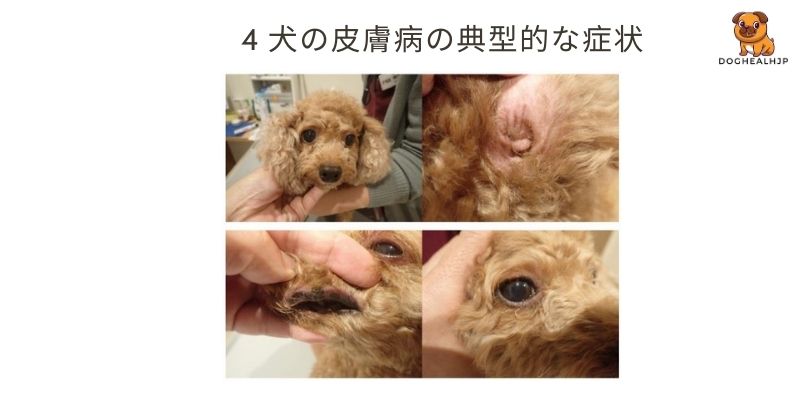 4 犬の皮膚病の典型的な症状