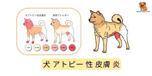 犬 アトピー 性 皮膚 炎