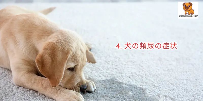 4. 犬の頻尿の症状