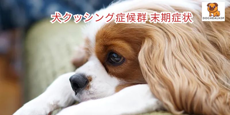 犬 クッシング 症候群 末期 症状