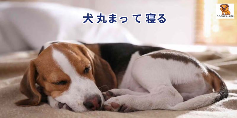 犬 丸まっ て 寝る