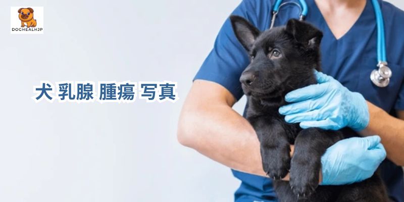 犬 乳腺 腫瘍 写真