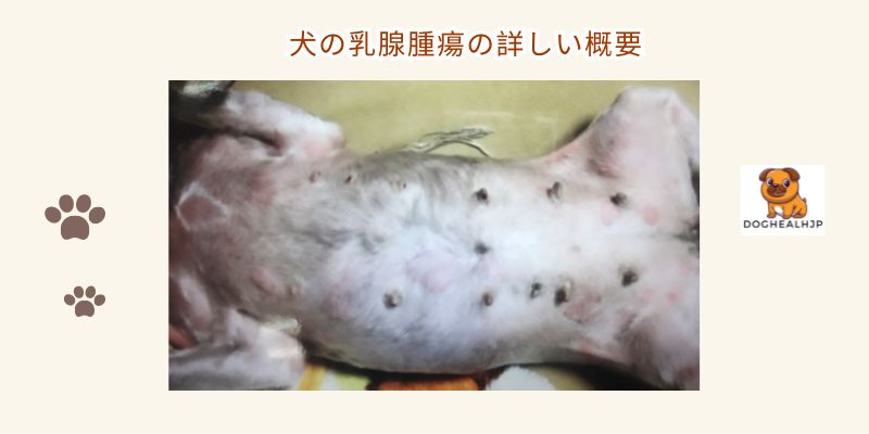 犬の乳腺腫瘍の詳しい概要