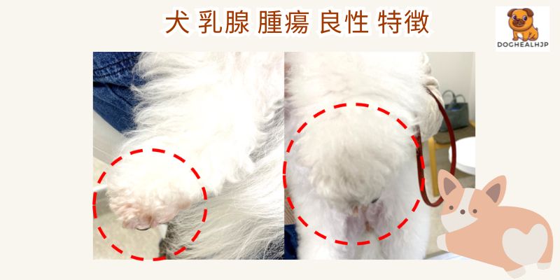 犬 乳腺 腫瘍 良性 特徴