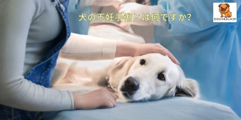 犬の不妊手術とは何ですか？