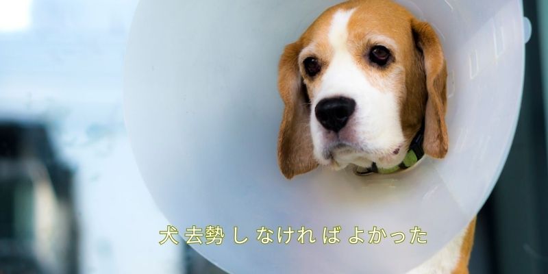 犬 去勢 し なけれ ば よかった