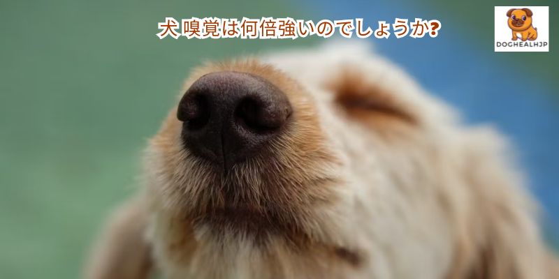 犬 嗅覚は何倍強いのでしょうか?