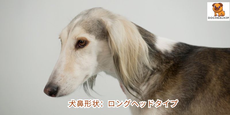 犬鼻形状：ロングヘッドタイプ