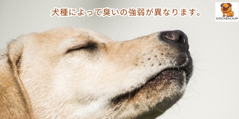 犬種によって臭いの強弱が異なります。