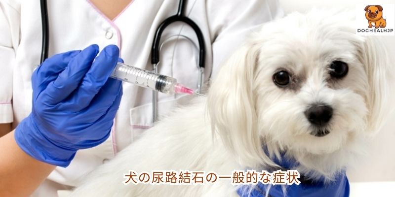 犬の尿路結石の一般的な症状