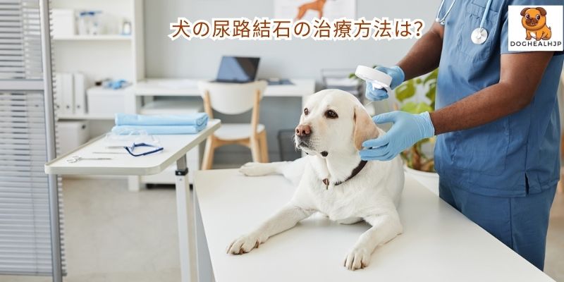 犬の尿路結石の治療方法は？