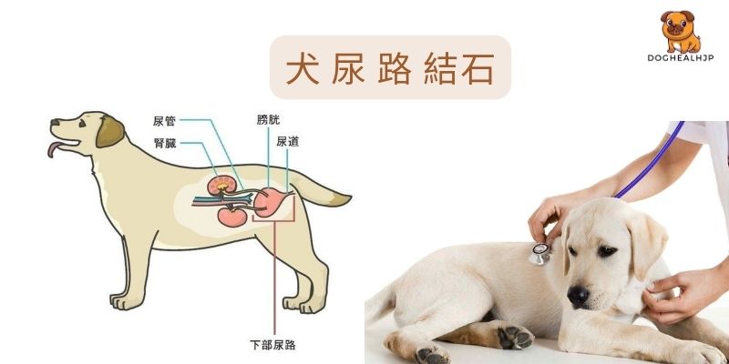 犬 尿 路 結石