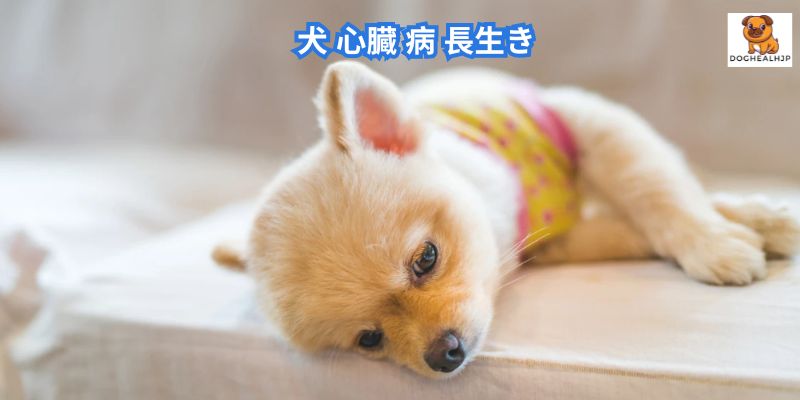 犬 心臓 病 長生き