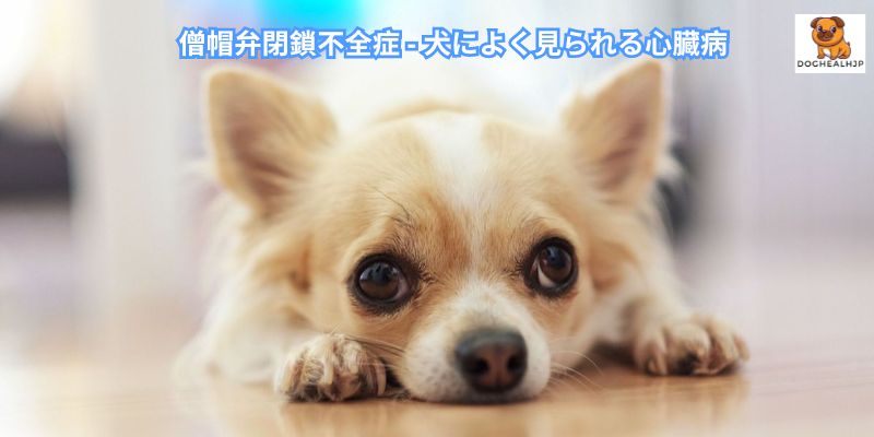 僧帽弁閉鎖不全症 - 犬によく見られる心臓病