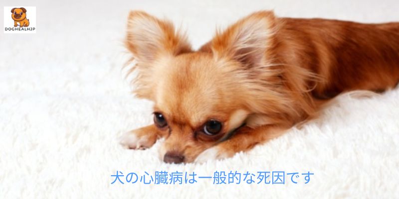 犬の心臓病は一般的な死因です