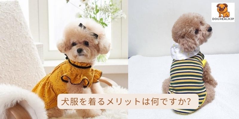 犬服を着るメリットは何ですか？