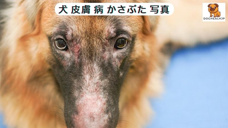 犬 皮膚 病 かさぶた 写真