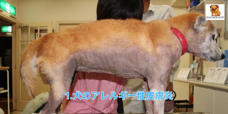 1.犬のアレルギー性皮膚炎