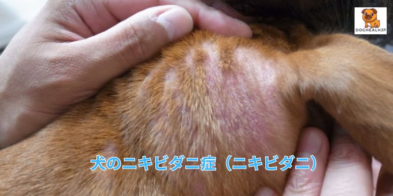 5.犬のニキビダニ症（ニキビダニ）