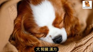 犬 腎臓 漢方