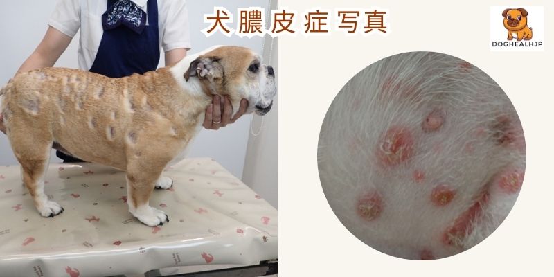 犬 膿 皮 症 写真