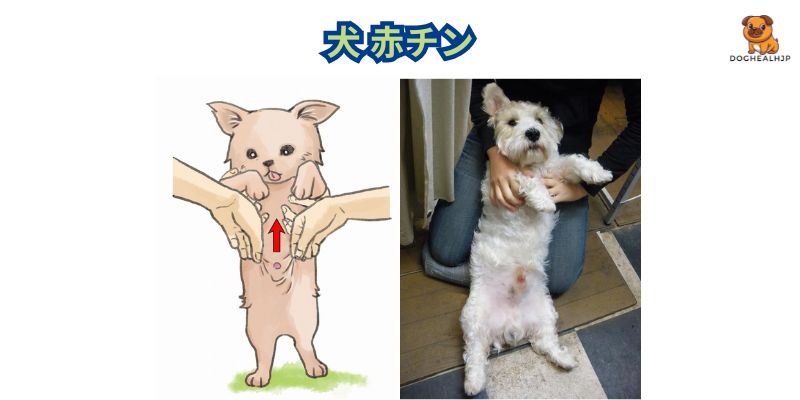 犬 赤チン