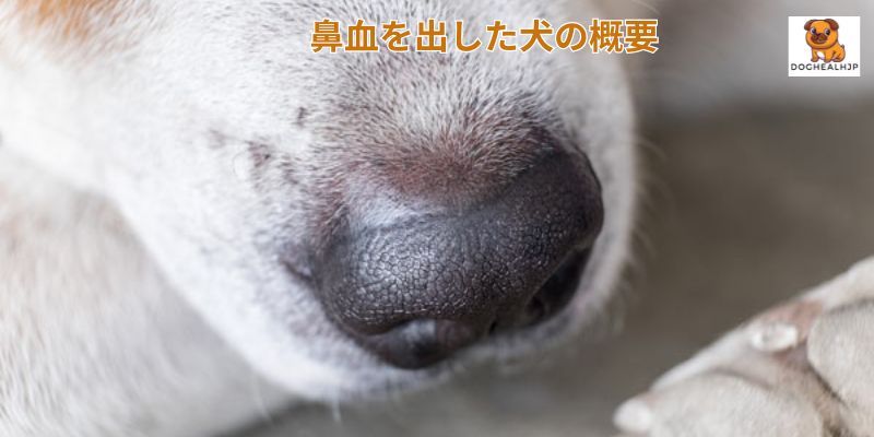 鼻血を出した犬の概要