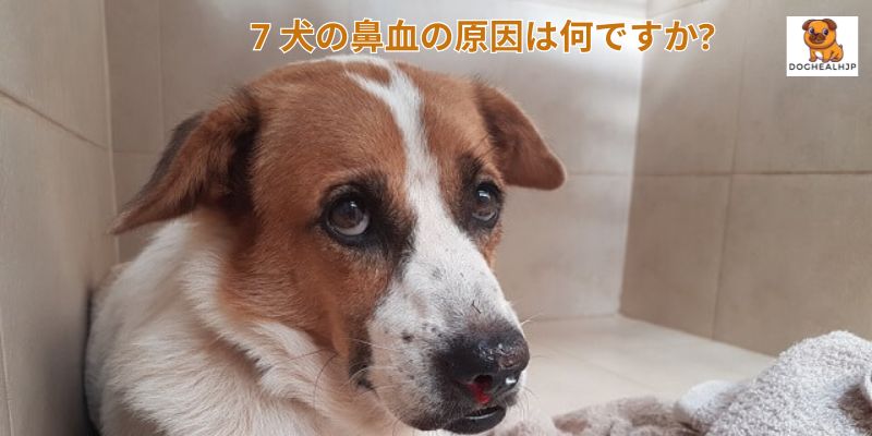 7 犬の鼻血の原因は何ですか?