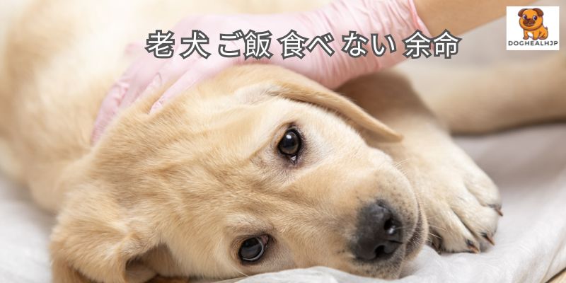 老 犬 ご飯 食べ ない 余命