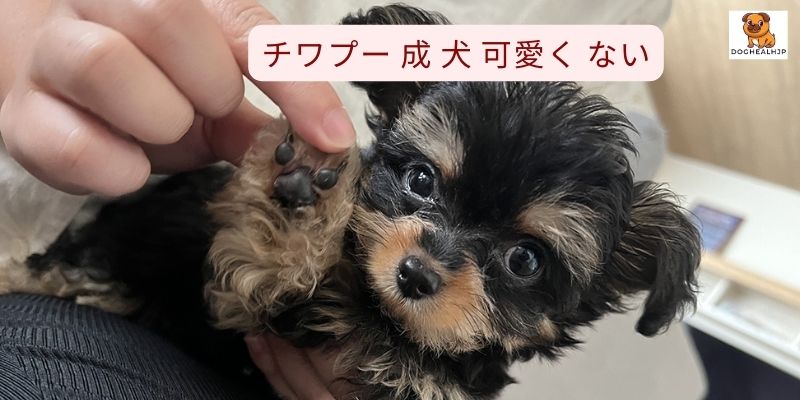 チワプー 成 犬 可愛く ない