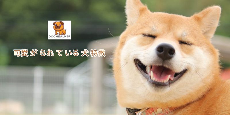 可愛 が られ て いる 犬 特徴