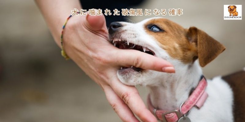 犬 に 噛ま れ た 破傷風 に なる 確率