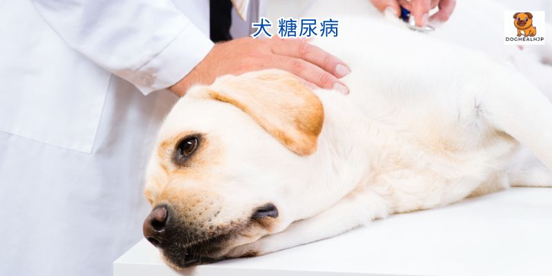 犬 糖尿病